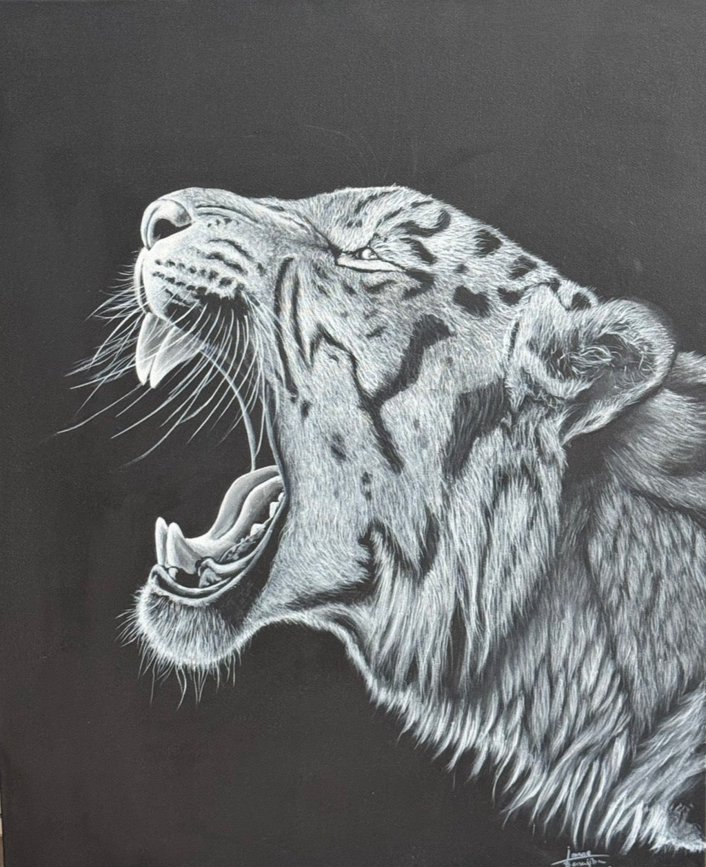 Tigre